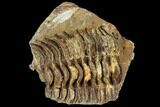 Fossil Calymene Trilobite Nodule - Morocco #106624-1